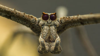 Ogre-faced net-casting spider - Free image #386919